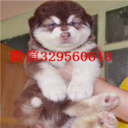 日照哪里出售的阿拉斯加好白色阿拉斯加多少钱标准阿拉斯加十字脸阿拉斯加