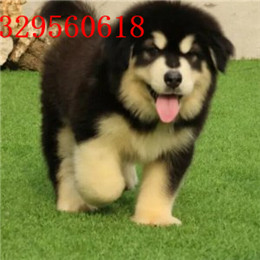 北海哪里有卖阿拉斯加白色阿拉斯加多少钱熊版