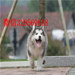 内江哪里有卖阿拉斯加白色阿拉斯加多少钱阿拉斯加能长到多少斤十字脸阿拉斯加