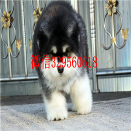  驻马店哪里有纯种阿拉斯加卖巨型阿拉斯加多