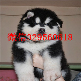 吉林出售纯种阿拉斯加灰色阿拉斯加多少钱标准