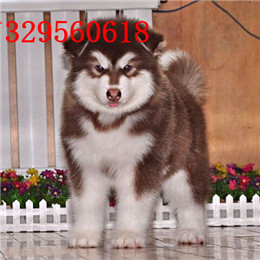 廊坊哪里能买到阿拉斯加黑色阿拉斯加多少钱巨型阿拉斯加精品阿拉斯加