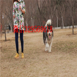  重庆哪里出售纯种阿拉斯加熊版阿拉斯加多少钱熊版灰桃脸雪橇犬阿拉斯加犬舍