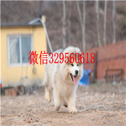 朝阳哪里能买到阿拉斯加灰色阿拉斯加多少钱阿拉斯加长大多重赛级阿拉斯加