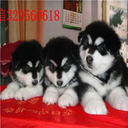 廊坊哪里能买到阿拉斯加黑色阿拉斯加多少钱巨型阿拉斯加精品阿拉斯加