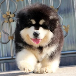 琼中哪里出售的阿拉斯加好灰色阿拉斯加多少钱熊版阿拉斯加双血统阿拉斯加