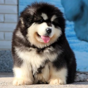 琼中哪里出售的阿拉斯加好灰色阿拉斯加多少钱熊版阿拉斯加双血统阿拉斯加