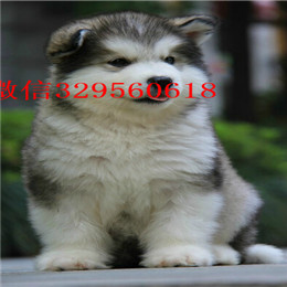 内江哪里有卖阿拉斯加白色阿拉斯加多少钱阿拉