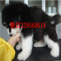  漯河哪里能买到阿拉斯加巨型阿拉斯加多少钱