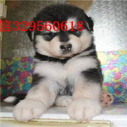 郴州哪里能买到阿拉斯加白色阿拉斯加多少钱标