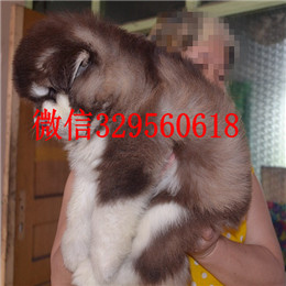 白山哪里有卖阿拉斯加灰色阿拉斯加多少钱标准