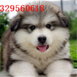 长治出售纯种阿拉斯加红色阿拉斯加多少钱阿拉