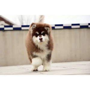 莆田出售纯种阿拉斯加黑色阿拉斯加多少钱标准阿拉斯加双血统阿拉斯加