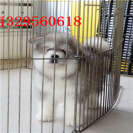 佛山哪里有卖阿拉斯加灰色阿拉斯加多少钱巨型