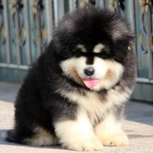 琼中哪里出售的阿拉斯加好灰色阿拉斯加多少钱熊版阿拉斯加双血统阿拉斯加