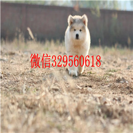  鞍山哪里能买到阿拉斯加专业繁育阿拉斯加阿