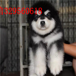  重庆哪里出售纯种阿拉斯加熊版阿拉斯加多少钱熊版灰桃脸雪橇犬阿拉斯加犬舍