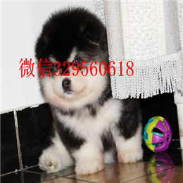 珠海哪里有卖阿拉斯加熊版阿拉斯加多少钱红色阿拉斯加十字脸巨型阿拉斯加幼犬