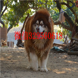 东营哪里出售的阿拉斯加好黑色阿拉斯加多少钱熊版阿拉斯加精品阿拉斯加