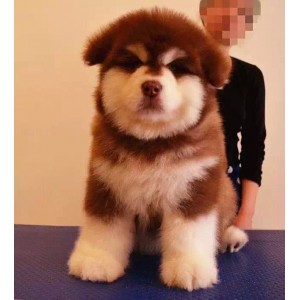 莆田出售纯种阿拉斯加黑色阿拉斯加多少钱标准阿拉斯加双血统阿拉斯加