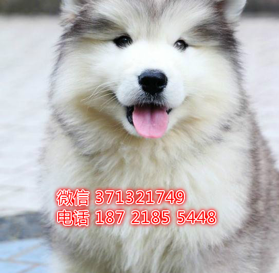 福州犬舍出售阿拉斯加犬灰色阿拉斯加狗狗，雪橇