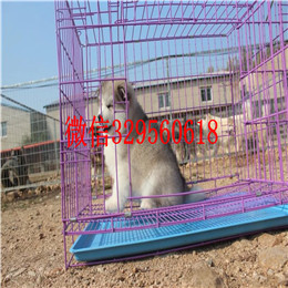 东营哪里出售的阿拉斯加好黑色阿拉斯加多少钱熊版阿拉斯加精品阿拉斯加