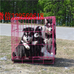 岳阳哪里有卖阿拉斯加白色阿拉斯加多少钱巨型