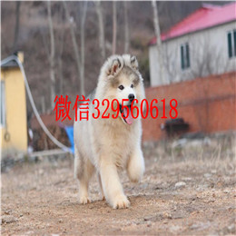 枣庄哪里有卖阿拉斯加黑色阿拉斯加多少钱熊版阿拉斯加桃脸阿拉斯加