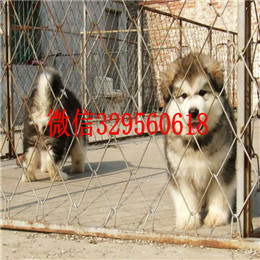  廊坊哪里有卖阿拉斯加专业繁育阿拉斯加阿拉斯加性格阿拉斯加图片