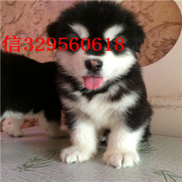 甘孜哪里能买到阿拉斯加灰色阿拉斯加多少钱标准阿拉斯加赛级阿拉斯加