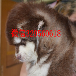 白山哪里有卖阿拉斯加灰色阿拉斯加多少钱标准阿拉斯加桃脸阿拉斯加