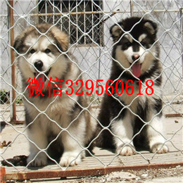  廊坊哪里有卖阿拉斯加专业繁育阿拉斯加阿拉斯加性格阿拉斯加图片