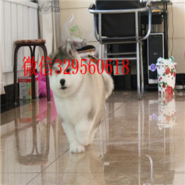 漯河哪里能买到阿拉斯加白色阿拉斯加多少钱阿