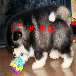 焦作哪里出售的阿拉斯加好黑色阿拉斯加多少钱熊版阿拉斯加双血统阿拉斯加