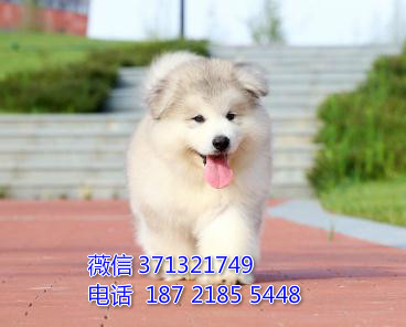 阿拉斯加犬出售，灰色巨型犬阿拉斯加犬狗狗 苏