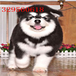 淮南哪里能买到阿拉斯加白色阿拉斯加多少钱巨