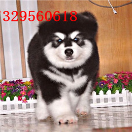 廊坊哪里能买到阿拉斯加黑色阿拉斯加多少钱巨