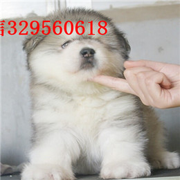 楚雄出售纯种阿拉斯加红色阿拉斯加多少钱熊版