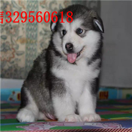 承德市哪里能买到阿拉斯加黑色阿拉斯加多少钱