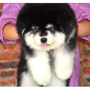 琼中哪里出售的阿拉斯加好灰色阿拉斯加多少钱