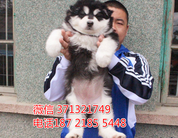 郑州阿拉斯加犬出售纯种幼犬，熊版 灰色红色阿拉斯加犬狗狗犬舍