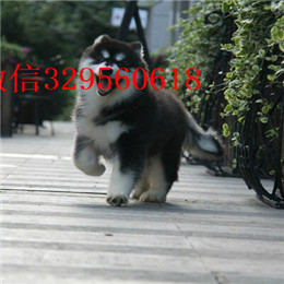 荆州哪里有卖阿拉斯加白色阿拉斯加多少钱巨型阿拉斯加赛级阿拉斯加