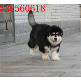 晋中哪里有卖阿拉斯加灰色阿拉斯加多少钱熊版