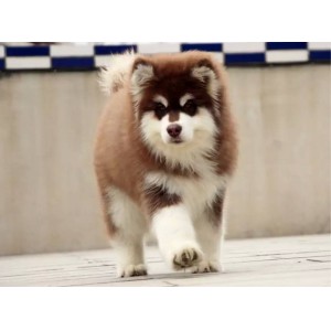 莆田出售纯种阿拉斯加黑色阿拉斯加多少钱标准阿拉斯加双血统阿拉斯加