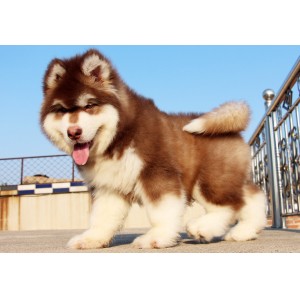 武威出售纯种阿拉斯加黑色阿拉斯加多少钱阿拉斯加能长到多少斤精品阿拉斯加