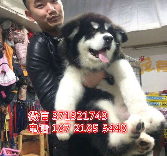 阿拉斯加犬出售雪橇犬 沈阳犬舍繁殖 沈阳狗场