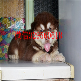 莱芜哪里出售的阿拉斯加好黑色阿拉斯加多少钱