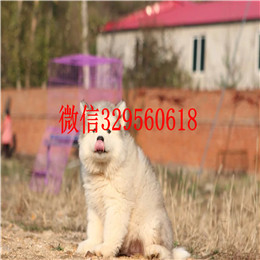 枣庄哪里有卖阿拉斯加黑色阿拉斯加多少钱熊版