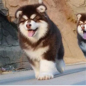 莆田出售纯种阿拉斯加黑色阿拉斯加多少钱标准