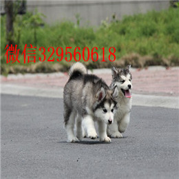 襄樊哪里出售的阿拉斯加好黑色阿拉斯加多少钱